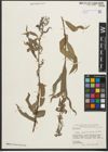 Foto von Salix pycnostachya Andersson